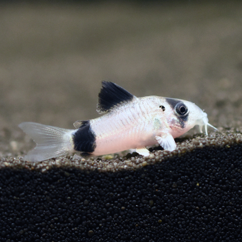 Panda Panzerwels, Corydoras panda